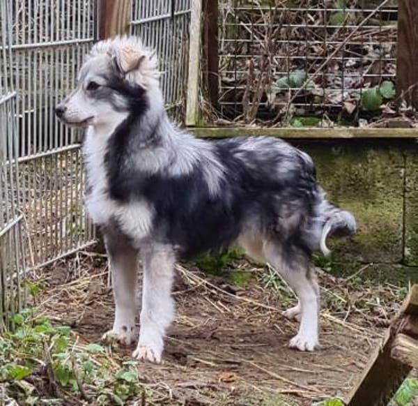 Bildhübsche MASHA sucht ihre Familie!