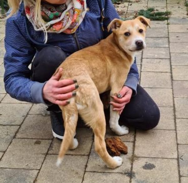 Zuckersüße TAMI sucht ihr Körbchen