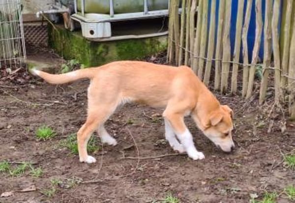 Zuckersüße TAMI sucht ihr Körbchen