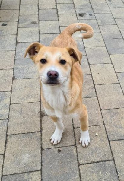 Zuckersüße TAMI sucht ihr Körbchen