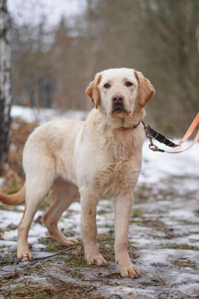 Noel - sucht seine Familie 🍀