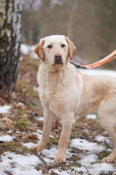 Noel - sucht seine Familie 🍀