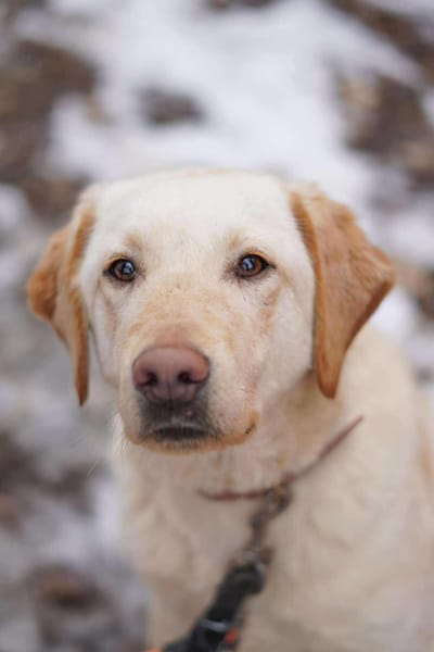 Noel - sucht seine Familie 🍀