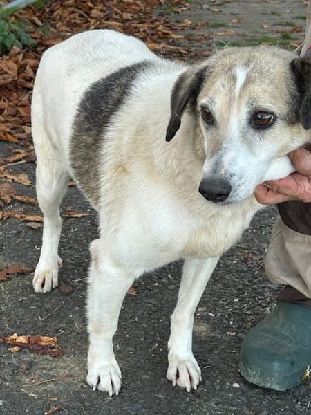 Smirre - ❤ruhig u. sehr verschmust❤❤