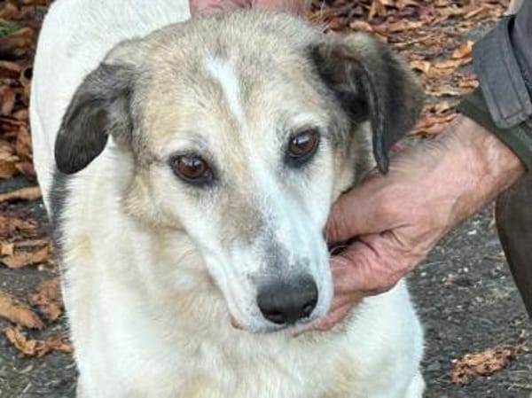 Smirre - ❤ruhig u. sehr verschmust❤❤