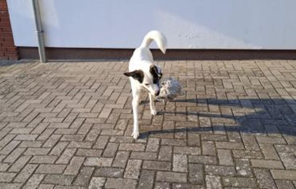 Naira sucht ein geduldiges Zuhause