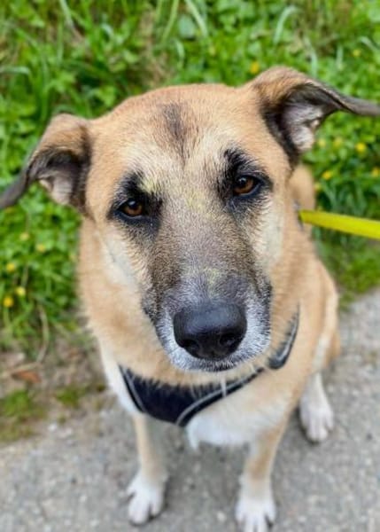 Lui, 83026 Rosenheim sucht ein Zuhause