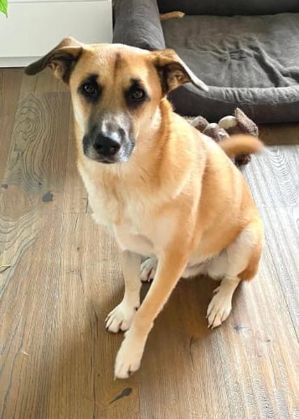 Lui, 83026 Rosenheim sucht ein Zuhause