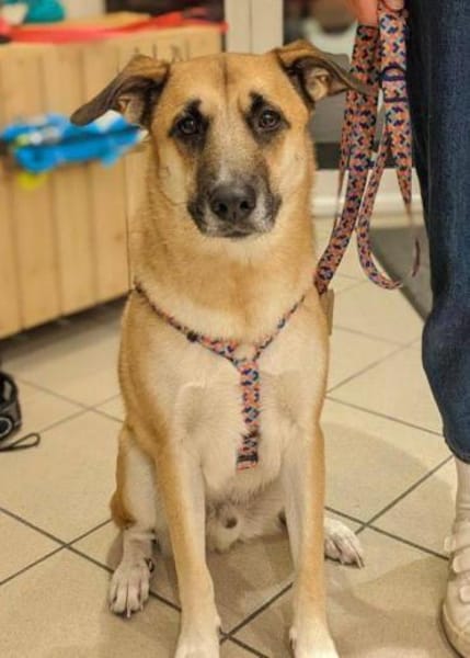 Lui, 83026 Rosenheim sucht ein Zuhause