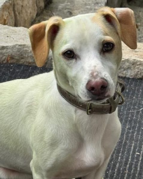 Manolo gibt nicht auf und sucht DIch