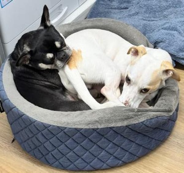 Manolo gibt nicht auf und sucht DIch