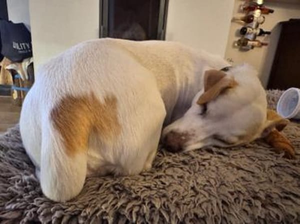 Manolo gibt nicht auf und sucht DIch