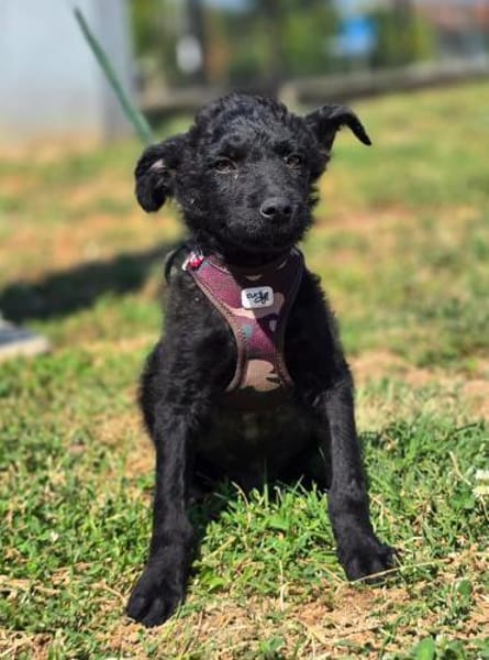 Pepper auf Pflegestelle in Steinfurt
