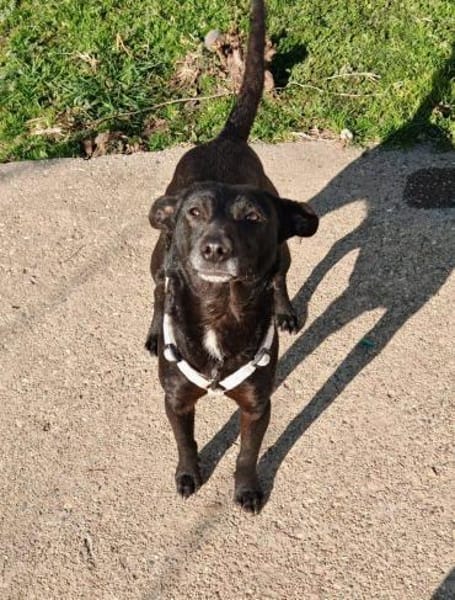 Pepper auf Pflegestelle in Steinfurt