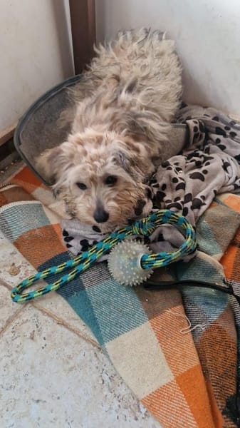 Flip sucht seine Menschen