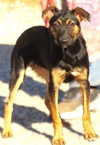 LINA sucht Familienanschluss