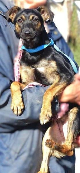 LINA sucht Familienanschluss