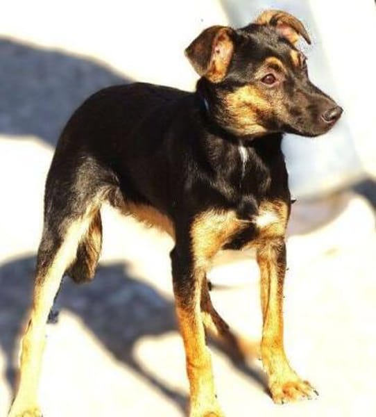 LINA sucht Familienanschluss