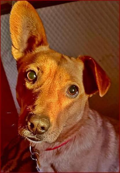 Pucki - Charmeur mit Stehohr