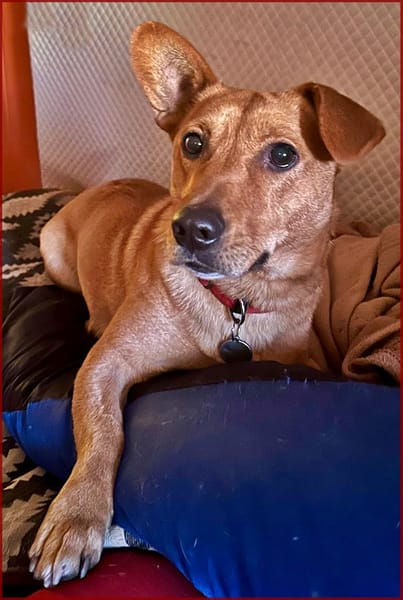 Pucki - Charmeur mit Stehohr