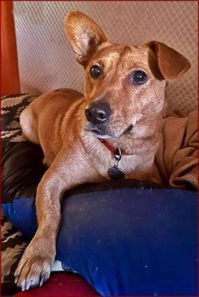 Pucki - Charmeur mit Stehohr