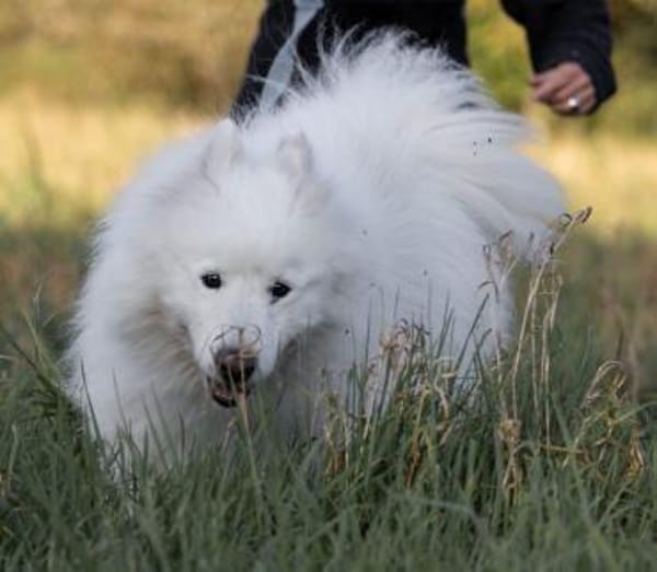 Über Balou  altes Spiel  neues Glück