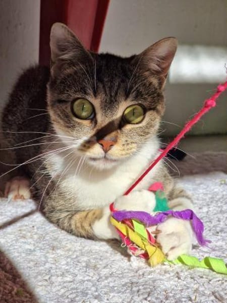 Wunderschöne, anhängliche Katze Pippa