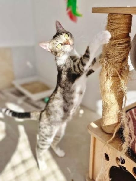 Wunderschöne, anhängliche Katze Pippa