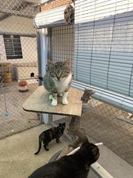 Wunderschöne, anhängliche Katze Pippa