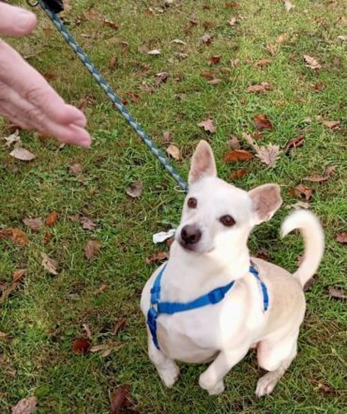 Oscar, verschmust, lernfreudig, offen