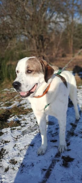 Max - verschmust und kuschelbedürftig