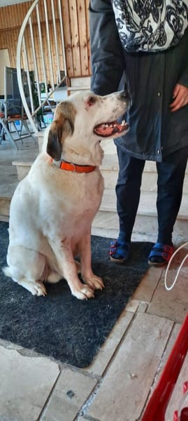 Max - verschmust und kuschelbedürftig