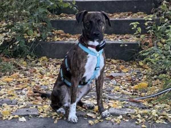 Wer gibt Silly ein Zuhause?