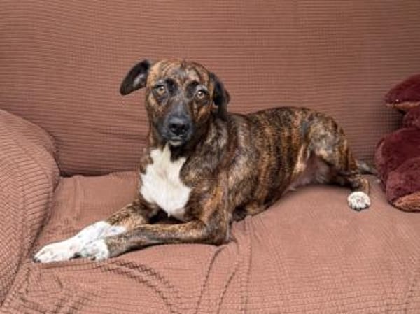 Wer gibt Silly ein Zuhause?