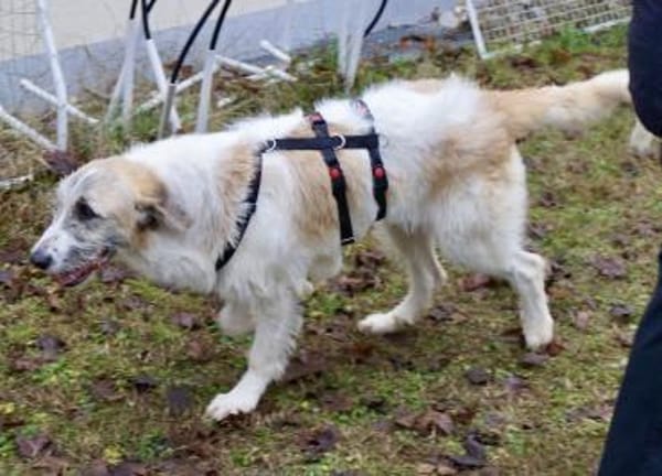 Gala, lerrnfreudig, offen, freundlich