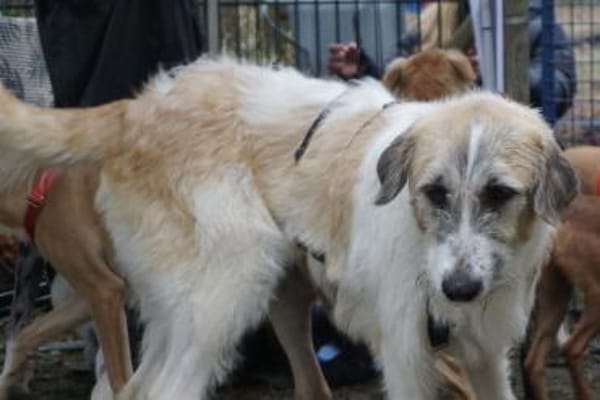 Gala, lerrnfreudig, offen, freundlich