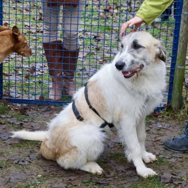 Gala, lerrnfreudig, offen, freundlich