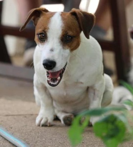 Giorgia, Pflegestelle in Hessen