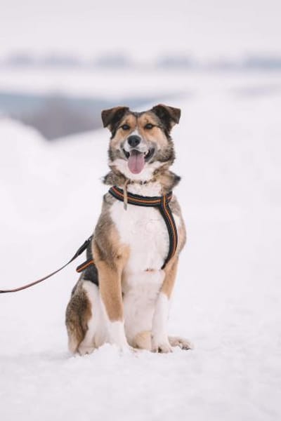 Emmy- gute Laune pur