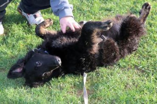 Vigo kraotischer Schäferhund Mix Rüde