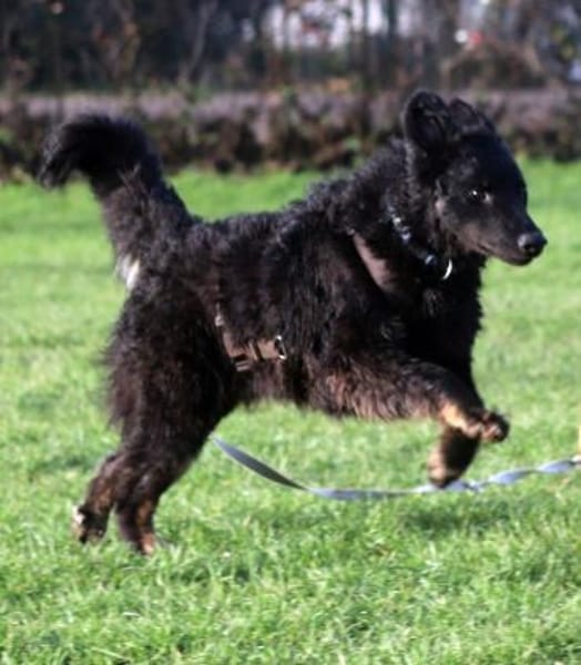 Vigo kraotischer Schäferhund Mix Rüde