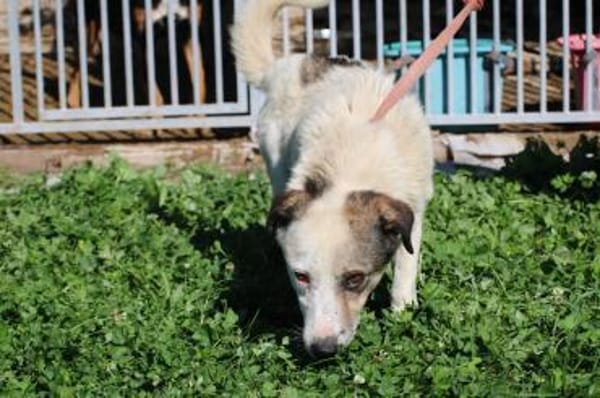 Puki - zutraulich u. aufgeweckt