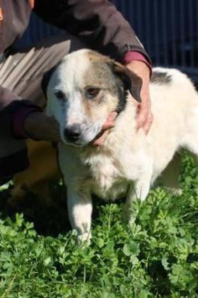 Puki - zutraulich u. aufgeweckt