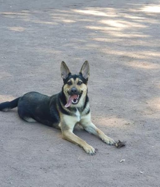 Schäferhund Liebhaber aufgepasst 🙏