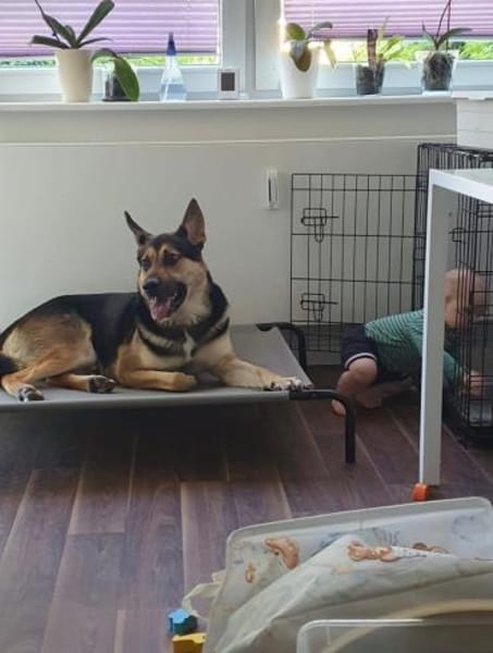 Schäferhund Liebhaber aufgepasst 🙏