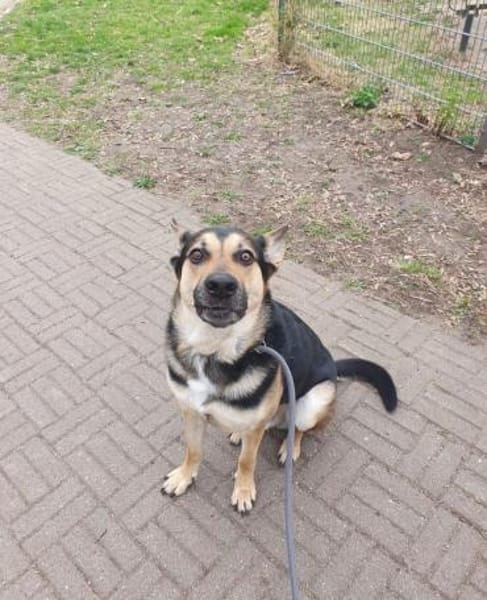 Schäferhund Liebhaber aufgepasst 🙏