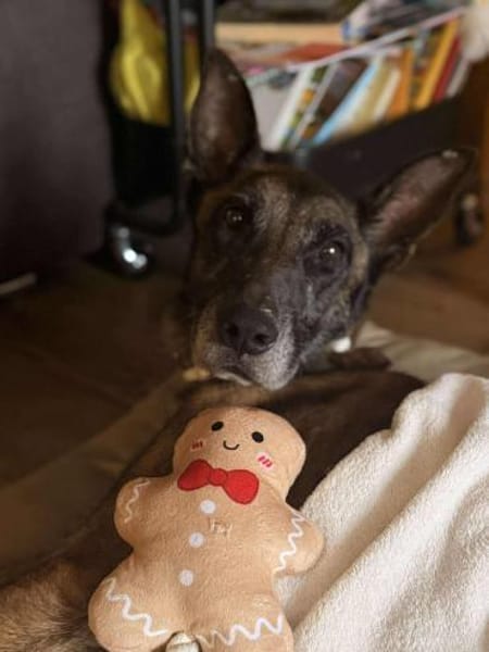 Kurt / Jack Malinois Mischling Rüde