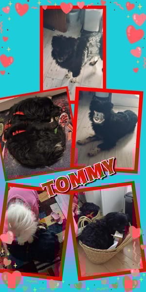 sehr lieber Tommy auf PS in 90562