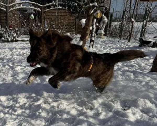 aktive Hündin Toffee auf PS in 80999