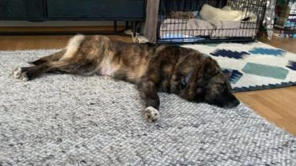 aktive Hündin Toffee auf PS in 80999